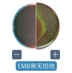 EMB寒天培地