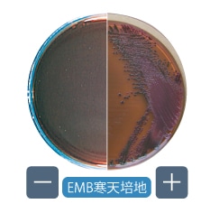 EMB寒天培地