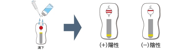 陰性・陽性のイメージ
