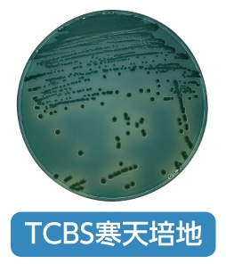 TCBS寒天培地