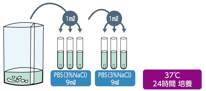 PBS(3%NaCl)、37℃24時間培養